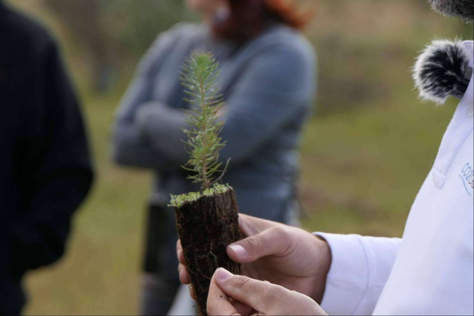 Esta es la compañía con la que todas las empresas quieren compensar su CO2 en España