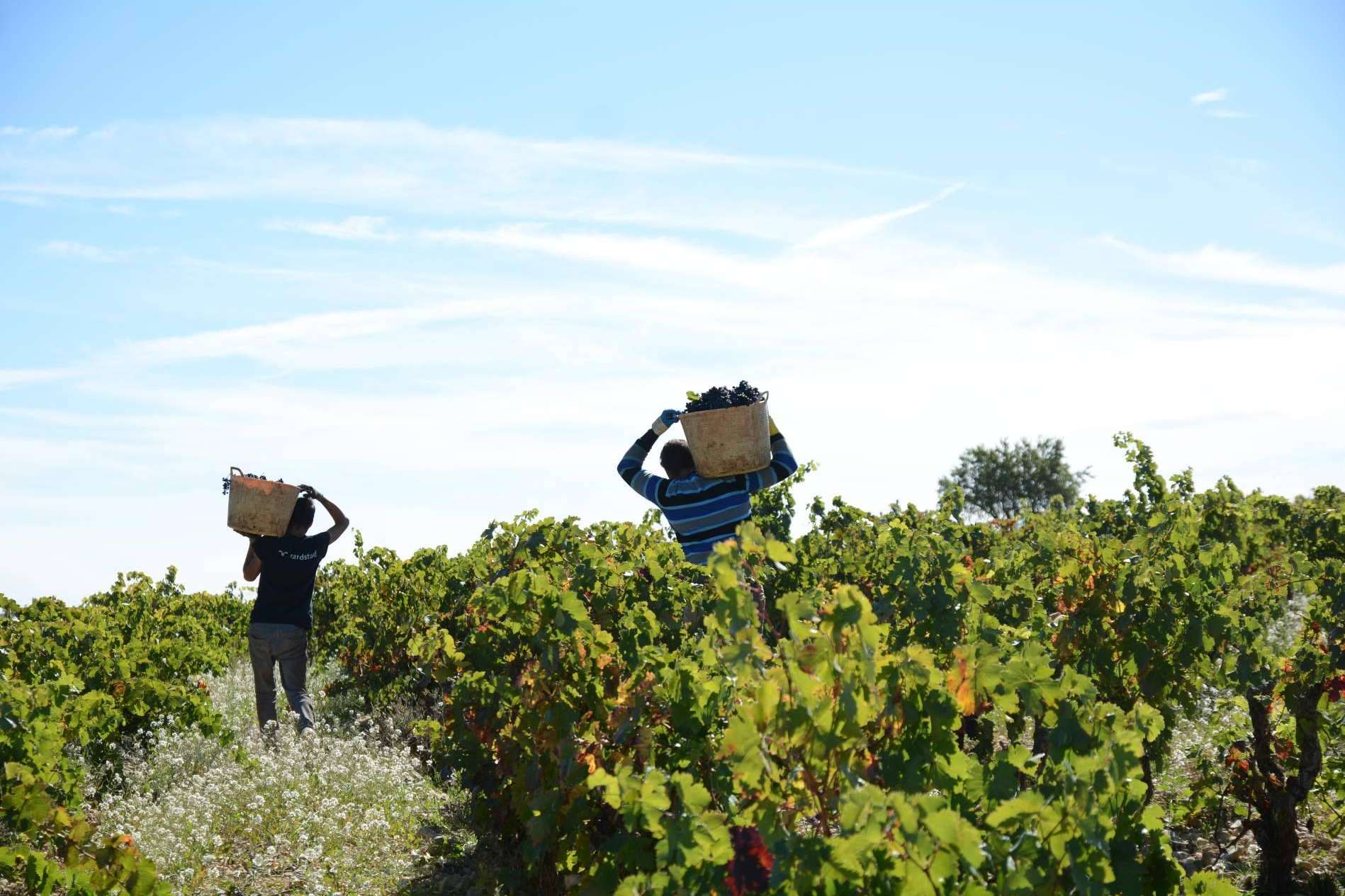 La importancia de ser un vino ecológico en La Rioja, Cornelio Dinastía