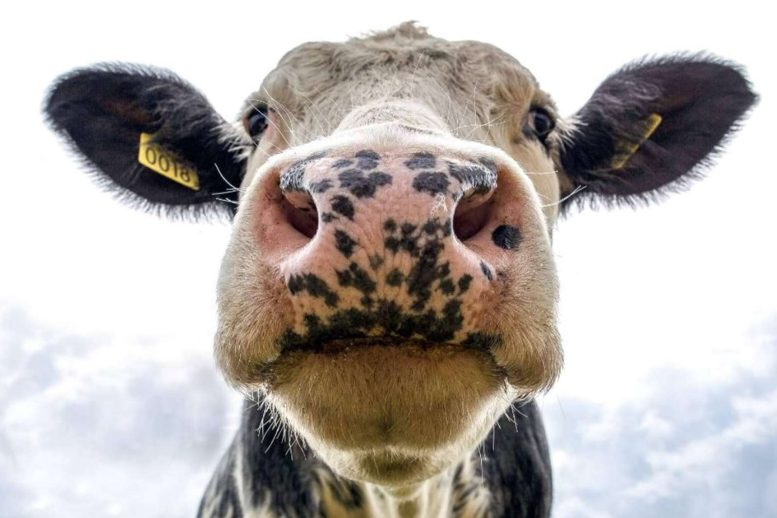 GestorVet, la Solución Idónea para una Gestión Veterinaria ajustada a la Normativa