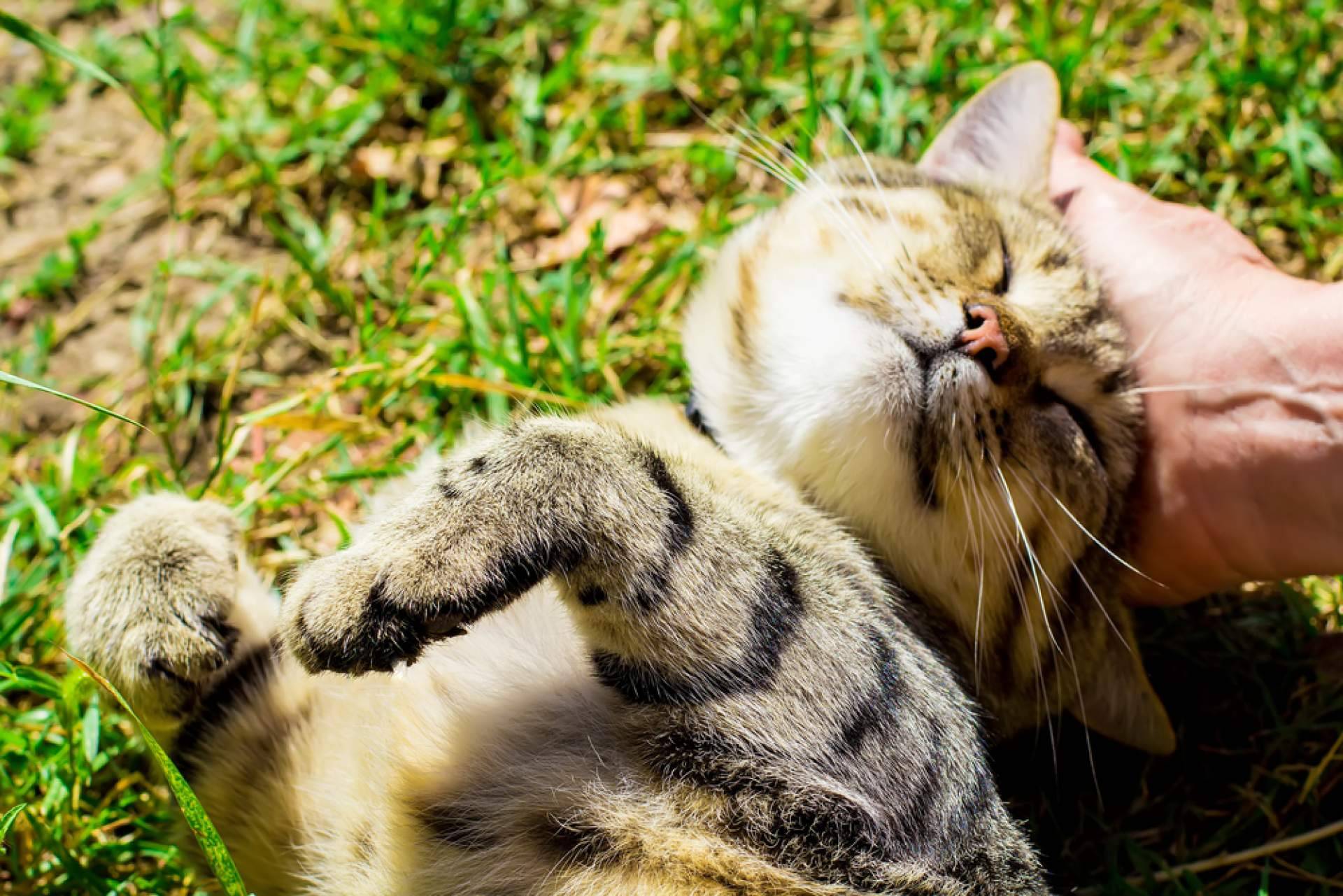 Chubi; tecnología creada junto a asociaciones de bienestar animal para cuidar mejor de quienes no pueden hablar