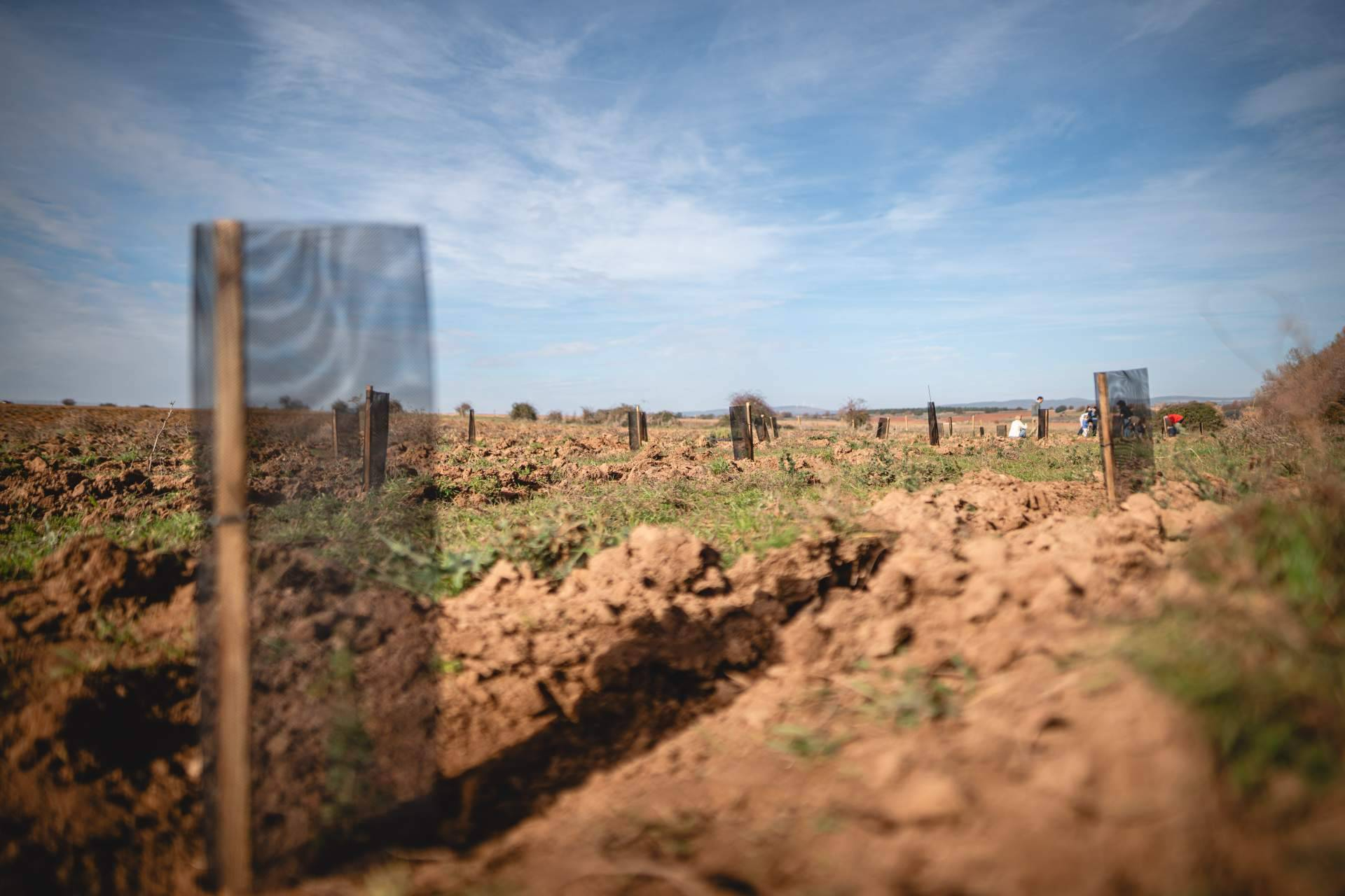 Cuando reforestar también crea empleo; el papel de los bosques en la economía rural