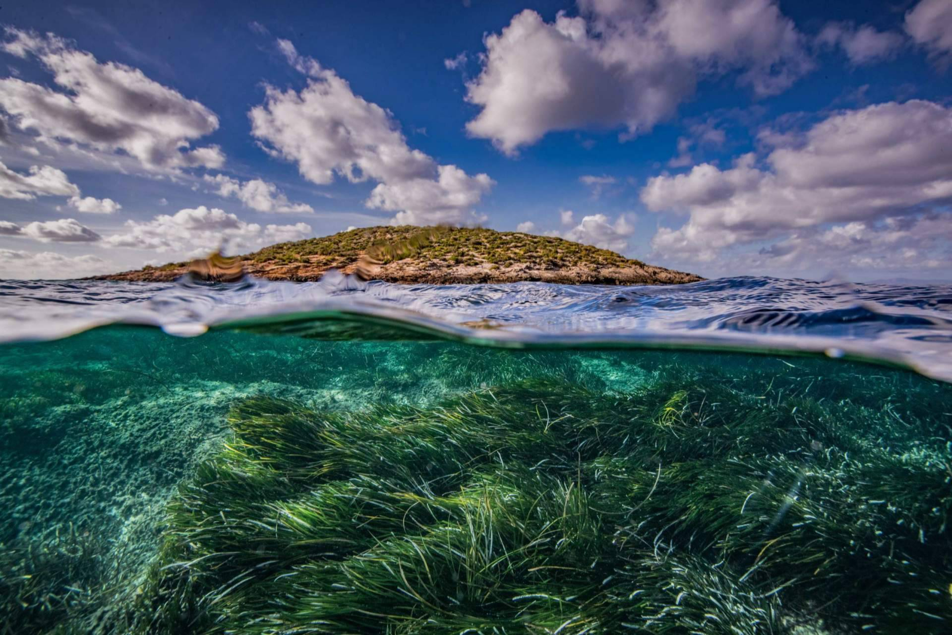 Más de 50.000 plantas de posidonia y un impacto educativo récord en 2025