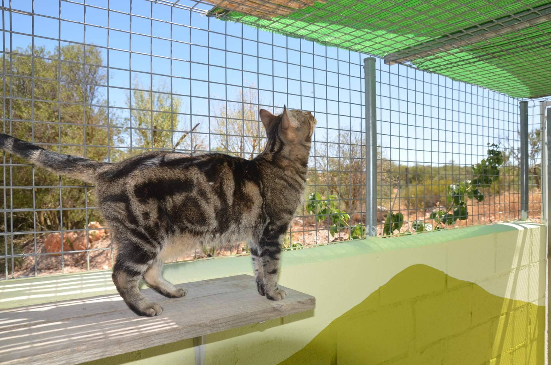 Cómo elegir la mejor residencia para perros y gatos en Madrid